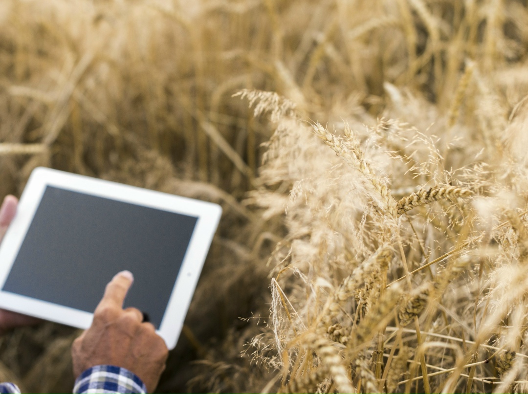 К 2030 году не менее 80% предприятий АПК должны перейти на использование базового и прикладного российского программного обеспечения в системах, обеспечивающих…