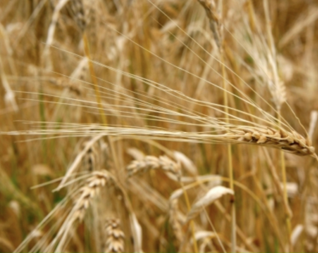 Аграрии Юга и Северного Кавказа под урожай 2026 года увеличили посевы озимого ячменя на 70 тыс. га, до примерно 400 тыс. га. Нарастили посевы основные…