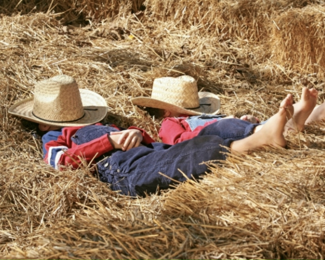 Правительственная комиссия по законопроектной деятельности одобрила законопроект, который упрощает перевод сельхозземель под объекты агротуризма