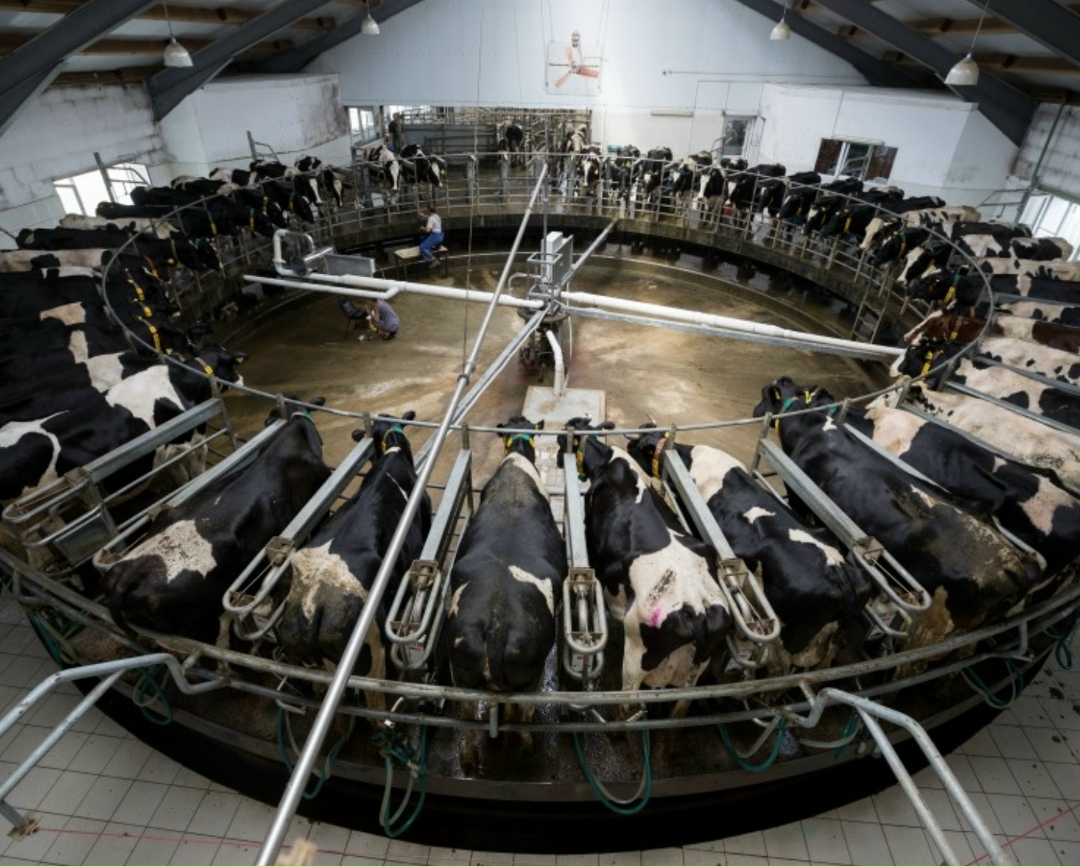 Производство товарного молока в январе 2026 года, по предварительным оценкам, выросло на 1,9% к январю 2025 года — до 2,1 млн т. В том числе в…