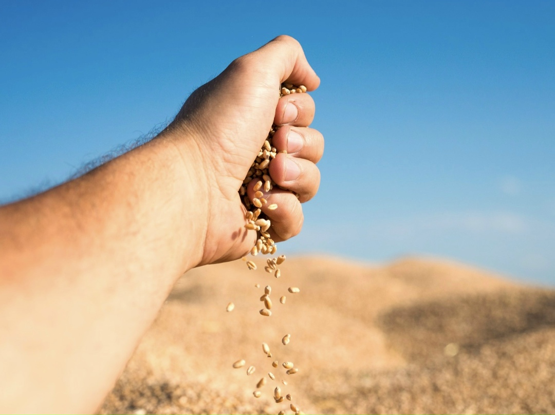 Объем инвестиций в основной капитал сельского хозяйства в 2025 году по сравнению с 2024-м снизился на 3,6%, сообщается в мартовском докладе Банка России…