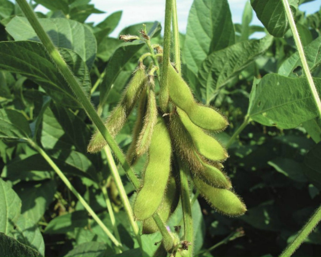 Компания «Малком-Агро» планирует в 2026 году ввести семенной завод мощностью 12 т продукции в час в Рассказовском округе Тамбовской области, сообщает…