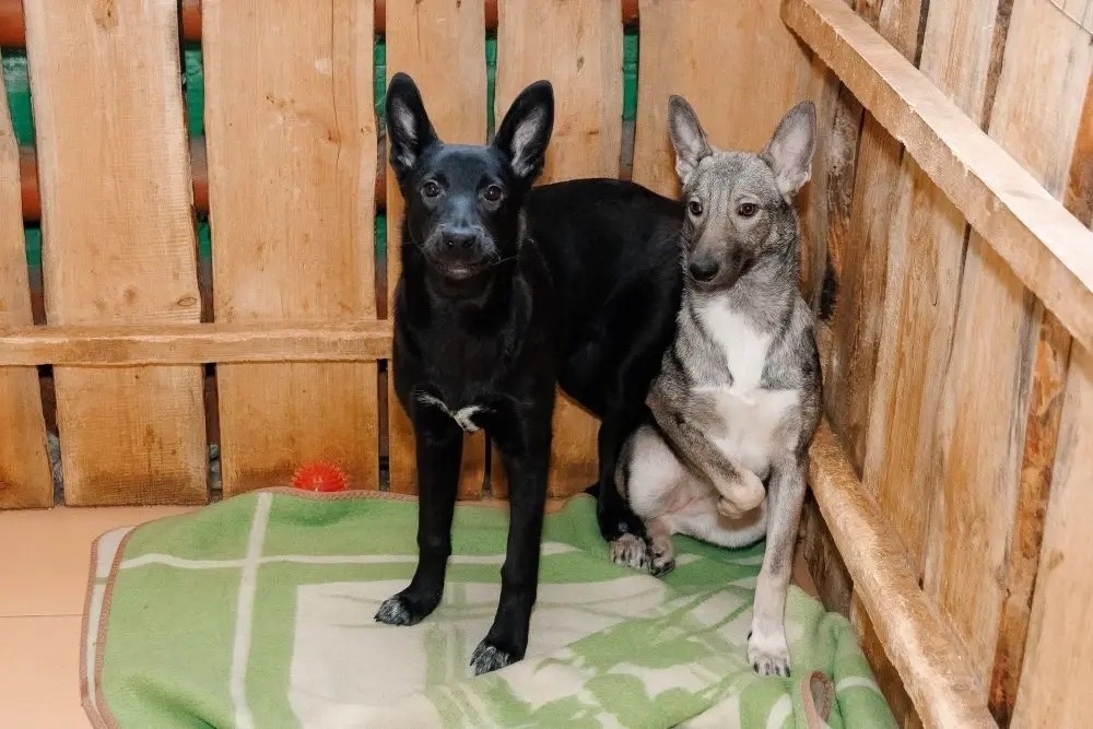 День добрых дел Молодёжь Пермского завода ЛУКОЙЛа провела благотворительную акцию в поддержку приюта для собак.