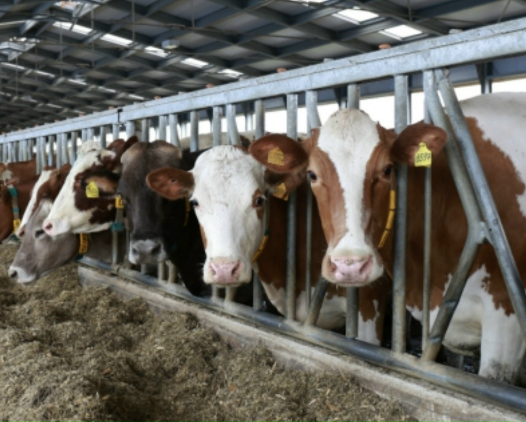 Владельцы скота из Пензенской, Новосибирской областей, Алтайского края и других регионов массово жалуются на действия властей: по словам фермеров, чиновники…