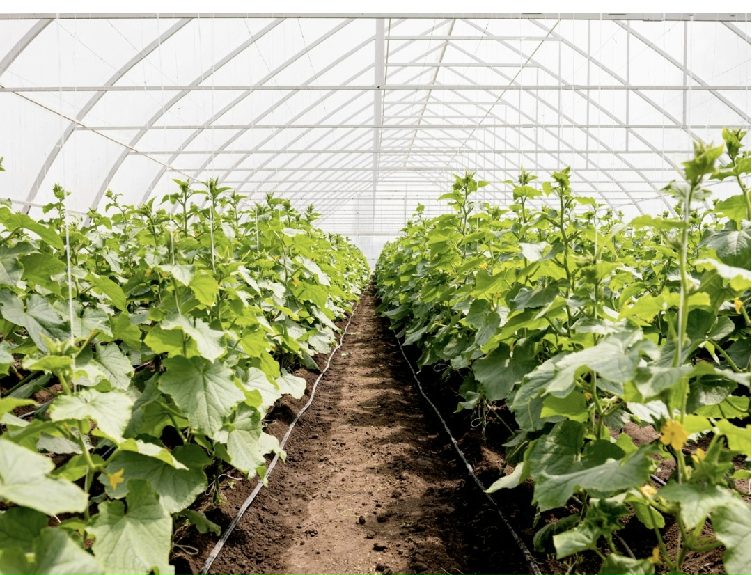 Новый овощеводческий комплекс будет построен в Октябрьском районе Приморского края. Общая площадь предприятия «Росток-ДВ» составит более 100 га, его мощность —…