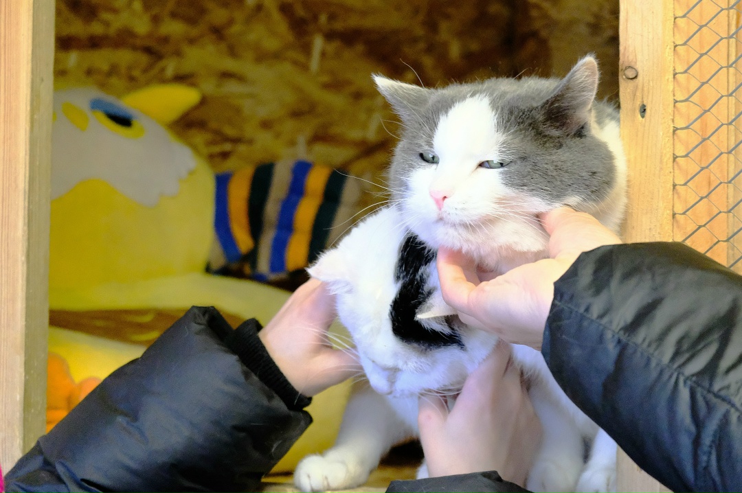 Волонтеры Амурского ГПЗ помогли Свободненскому центру передержки бездомных животных