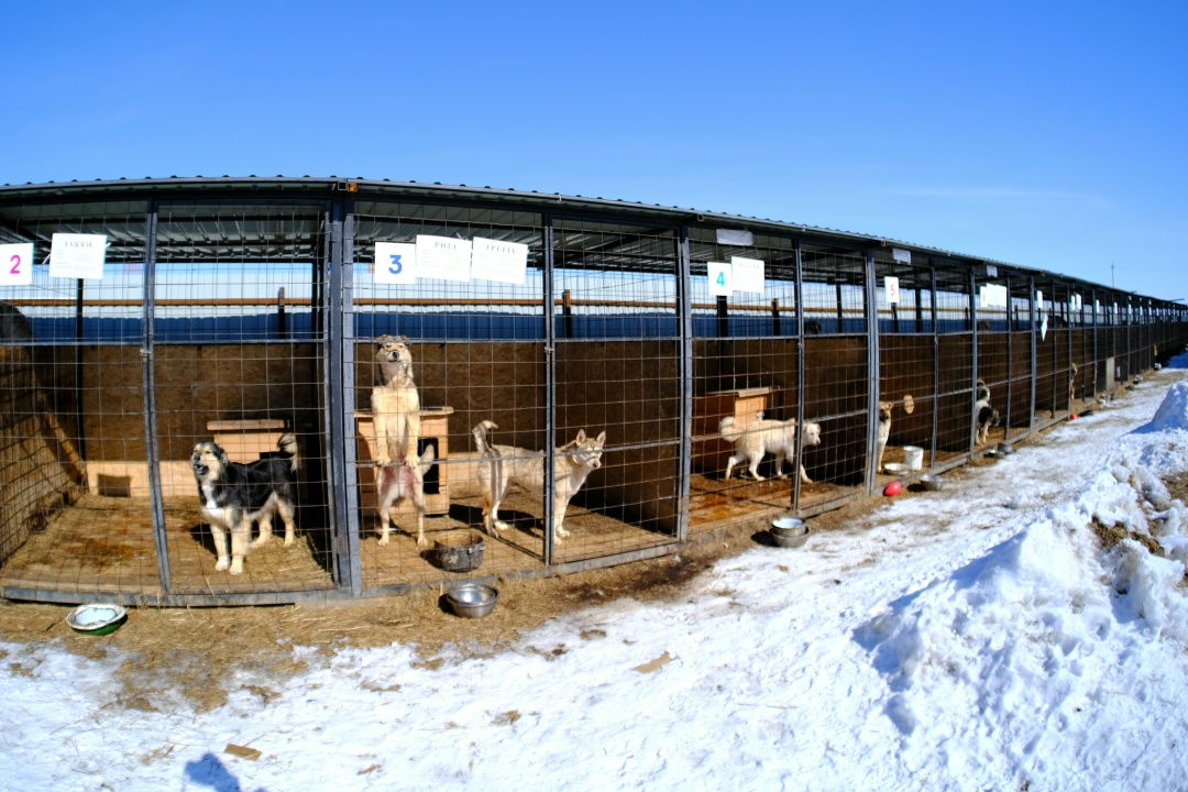 Волонтеры Амурского ГПЗ помогли Свободненскому центру передержки бездомных животных