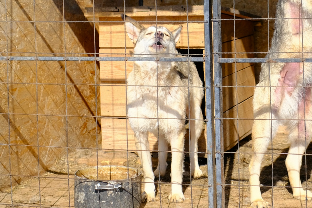 Волонтеры Амурского ГПЗ помогли Свободненскому центру передержки бездомных животных