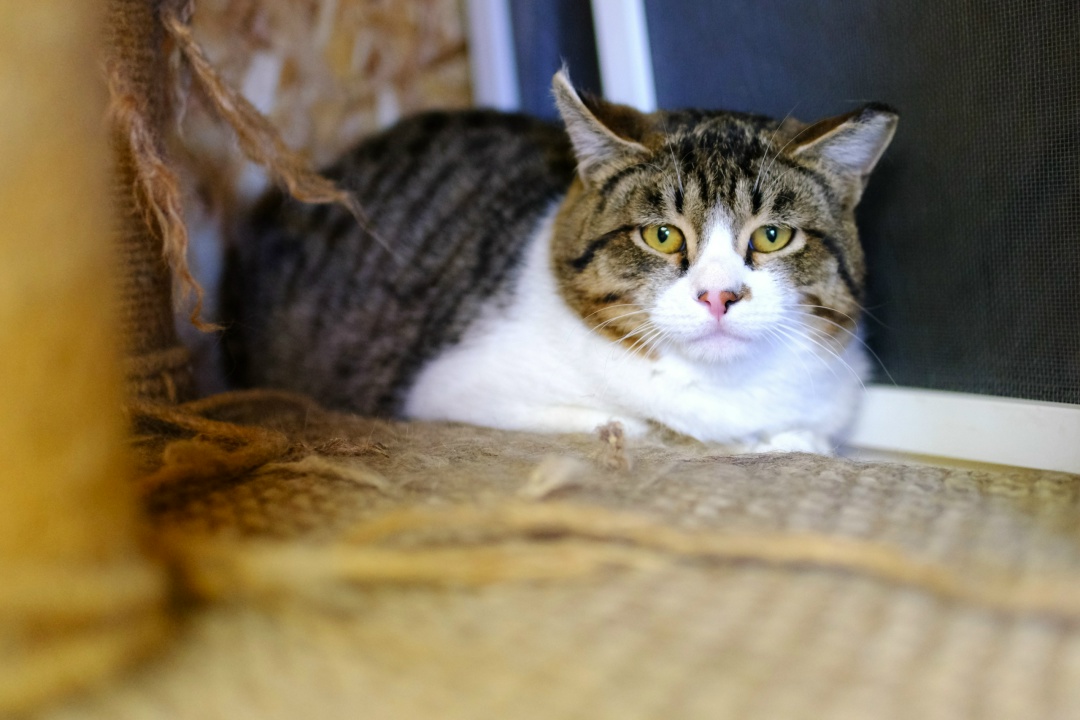 Волонтеры Амурского ГПЗ помогли Свободненскому центру передержки бездомных животных