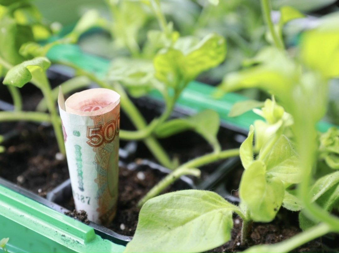 Аграрный комитет Совета Федерации рекомендовал учитывать агрострахование при планировании развития сельхозпроизводства в регионах