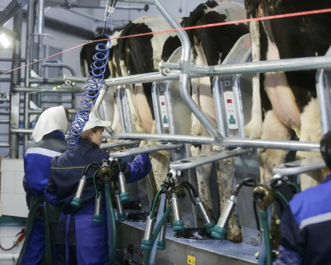 Компания «МТФ “Елгозино”» запустила молочно-товарный комплекс на 800 дойных коров вблизи деревни Болдыриха городского округа Клин (Московская область),…