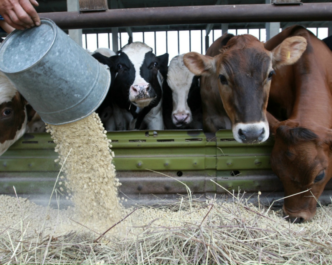 Производство кормов для домашних животных в России в 2026 году увеличится на 4,8%, до 163 млн т, при этом их потребление прибавит всего 1,9%, до 1,5 млн т.…