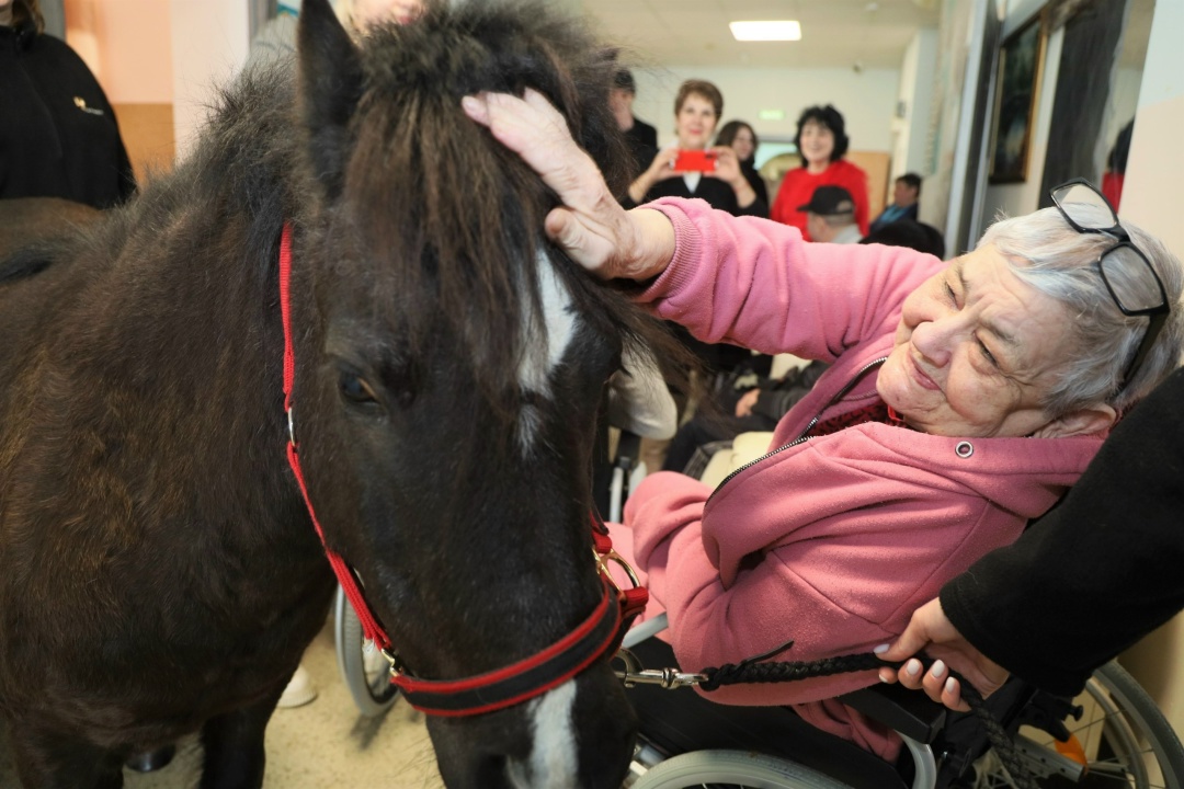 Маленькая Пенелопа и большая радость: в доме-интернате в Актюбинском прошел необычный сеанс ипповенции