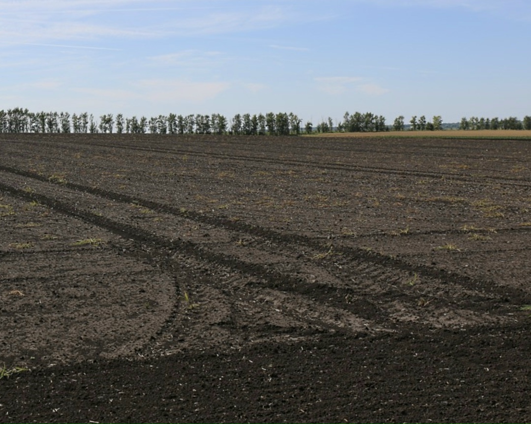 В рамках реализации госпрограммы «Земля» (по вовлечению в оборот земель сельхозназначения и развитию мелиоративного комплекса) с 2022 по 2025 год в оборот было…