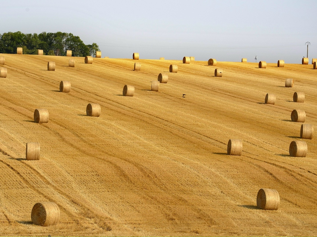 Кредиторская задолженность сельского хозяйства, по данным на 1 февраля, выросла на 9,6% и составила 3 трлн 51,8 млрд руб. против 2 трлн 783,6 млрд руб. годом…