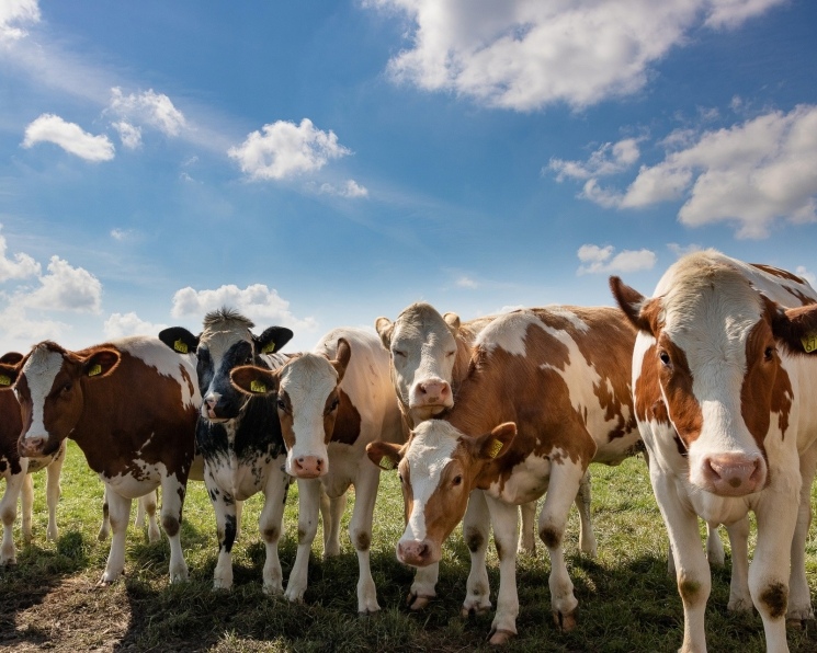 Прямой имущественный ущерб владельцев изъятых и уничтоженных из-за распространения болезней животных составил почти 1,6 млрд руб. Непокрываемые потери фермеров…