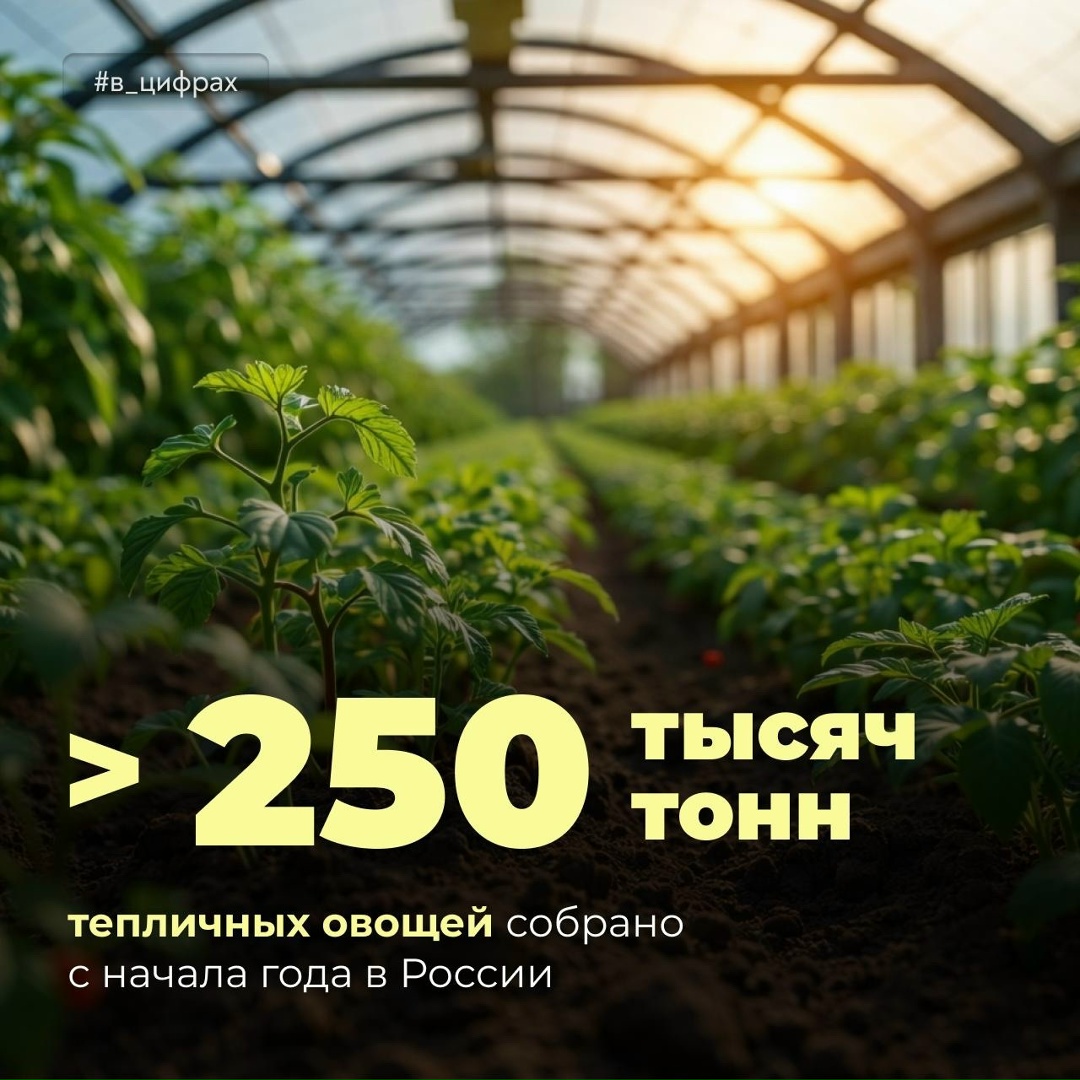 Производство тепличных овощей выросло на 4,7%