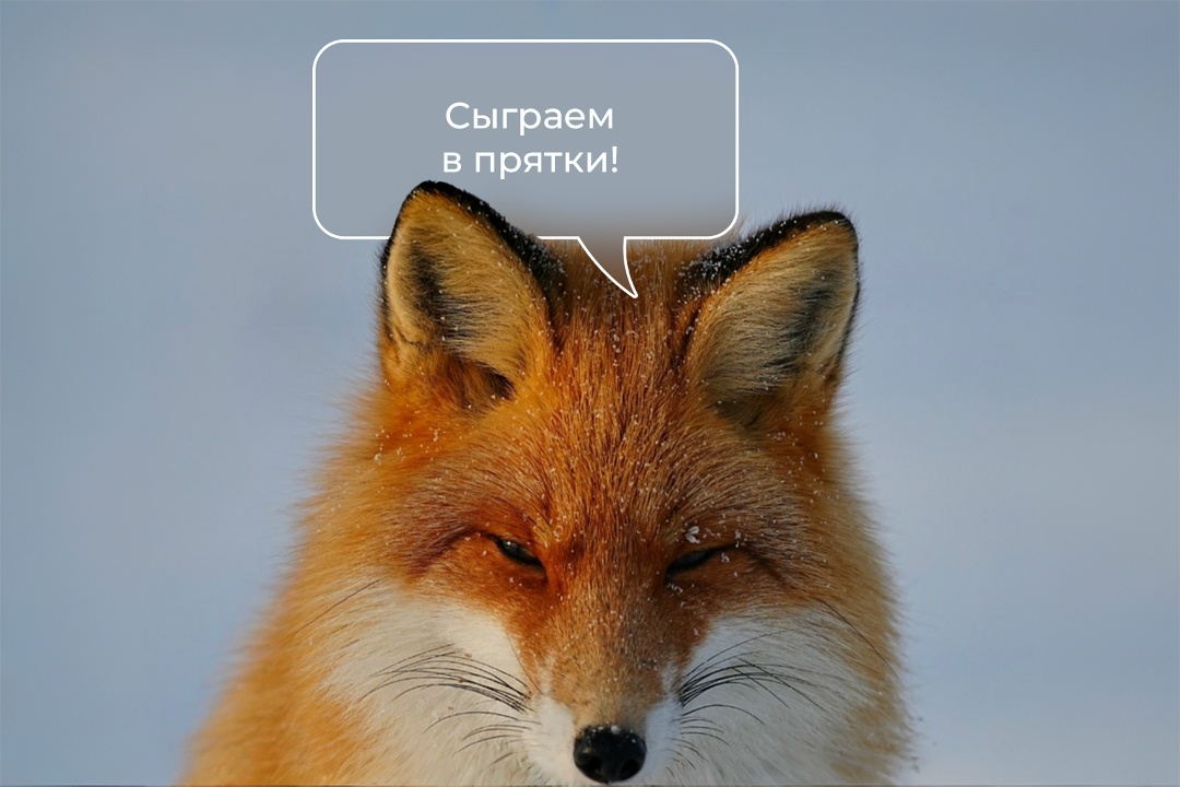 В дикой природе встретить лису трудно, но если встретишь, еще труднее не очароваться ею. Мех красавицы в эту пору особенно роскошный