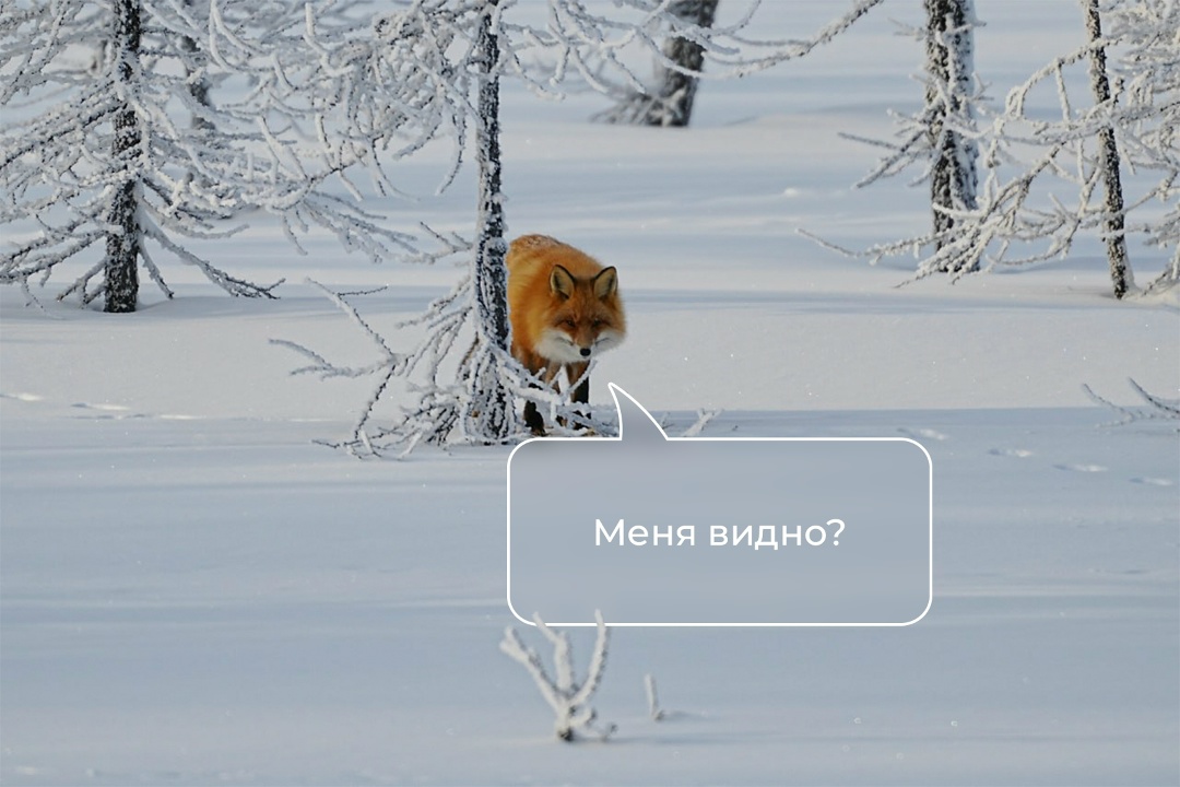 В дикой природе встретить лису трудно, но если встретишь, еще труднее не очароваться ею. Мех красавицы в эту пору особенно роскошный