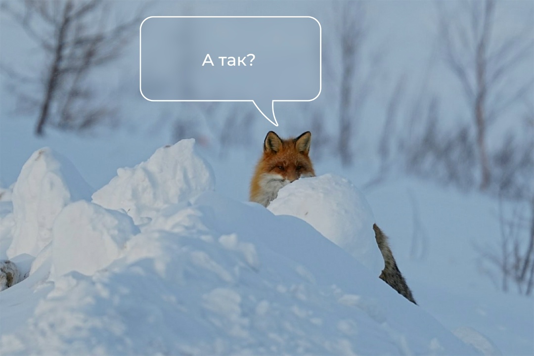 В дикой природе встретить лису трудно, но если встретишь, еще труднее не очароваться ею. Мех красавицы в эту пору особенно роскошный