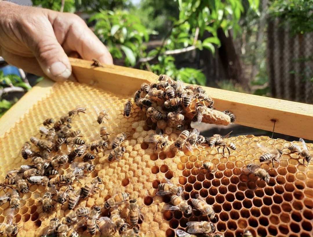 В 2025 году в России было произведено почти 64,9 тыс. т товарного меда – на 3% больше, чем годом ранее (63 тыс. т). По оценке аналитиков Россельхозбанка, в…