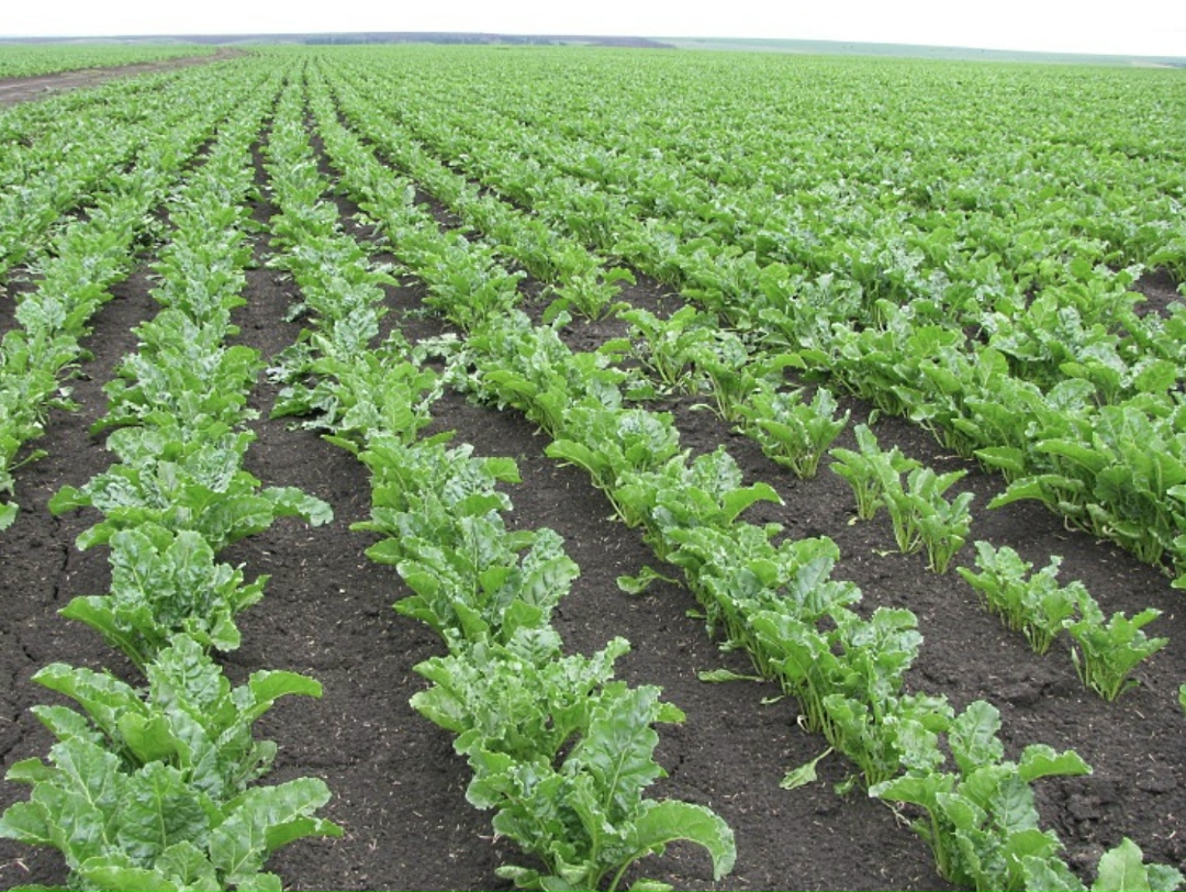В Краснодарском крае начался сев сахарной свеклы. В этом году под нее отвели 225 тыс. га, сообщает пресс-служба регионального Минсельхоза со ссылкой на…