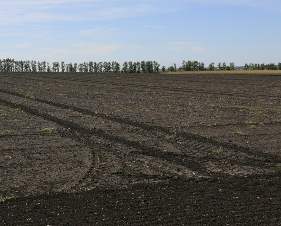В южных регионах России идет сев яровых. В агрофирме «Прогресс» (Краснодарский край) недавно закончили сеять яровой горох и овес, готовятся к севу сахарной…