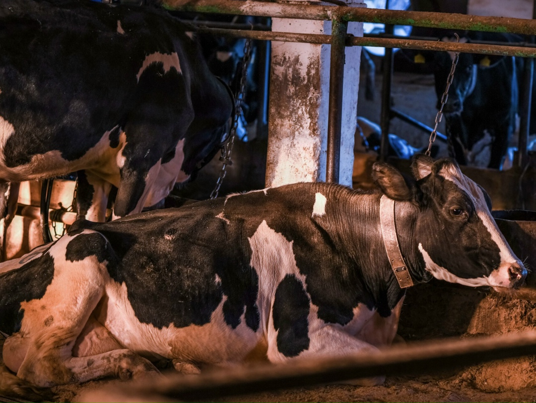 В «Учхозе Тулинское» (Новосибирская область, входит в агрохолдинг «МолСиб») изъяли и уничтожили все поголовье КРС – 2,5 тыс. животных из-за пастереллеза.…