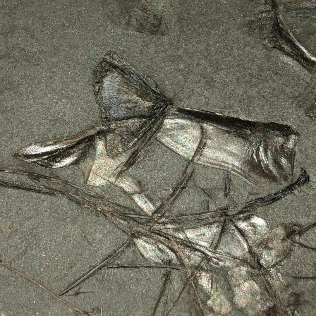 Необычные окаменелости нашел геолог «Газпром нефти», изучая образцы горной породы, добытые из разведочной скважины в Западной Сибири.