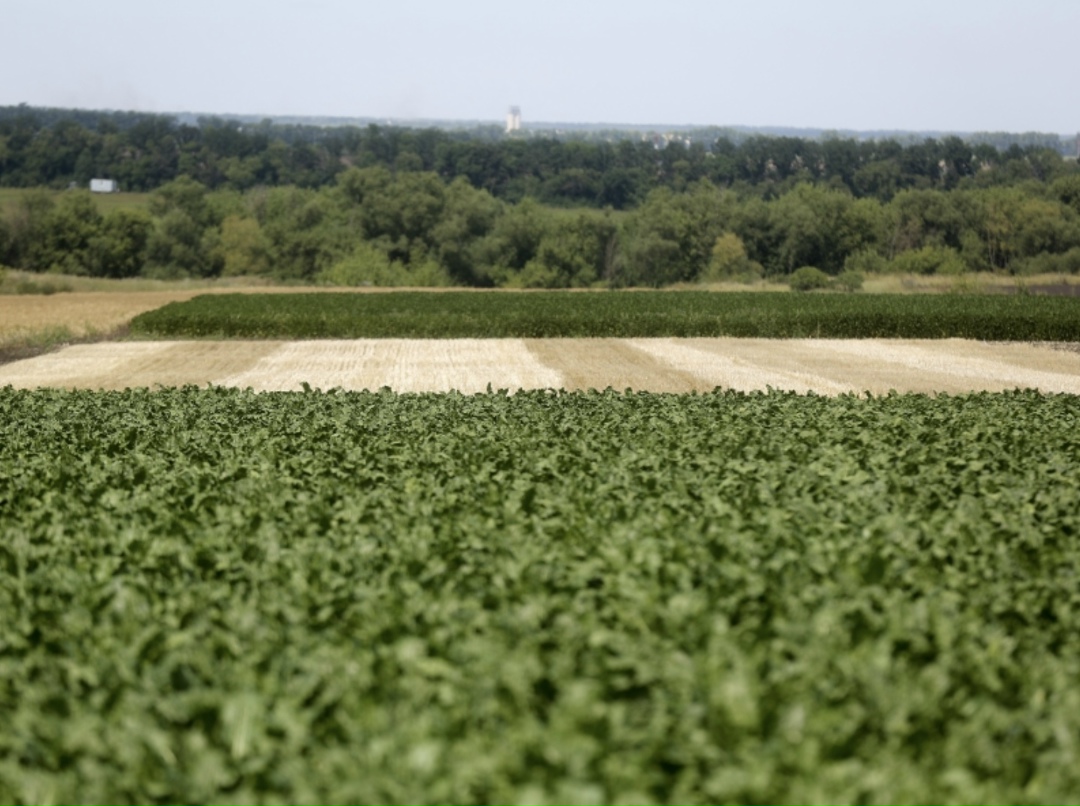 По состоянию на 25 марта в Краснодарском крае было посеяно около 133 тыс. га сахарной свеклы — это более половины от плановых площадей в 225 тыс. га. При этом…