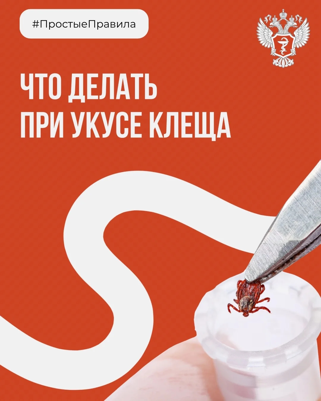 #ПростыеПравила: Что делать при укусе клеща?
