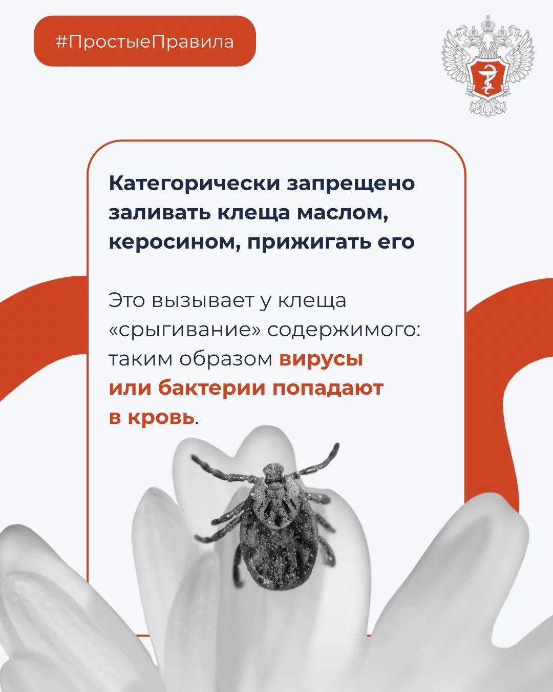 #ПростыеПравила: Что делать при укусе клеща?