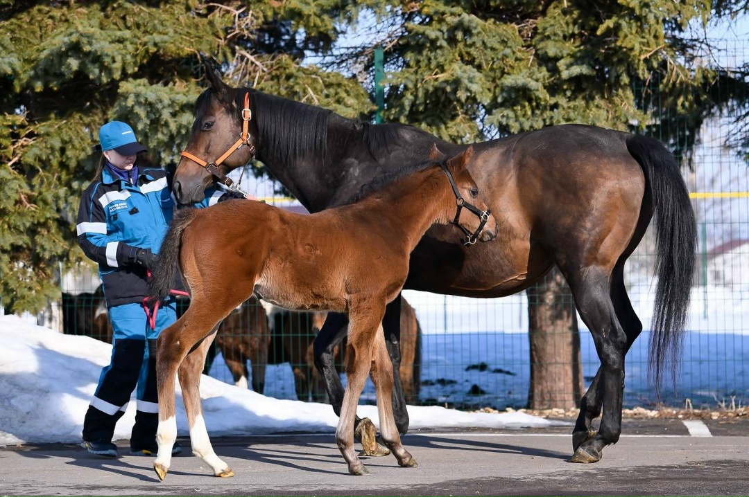 Знакомьтесь, Бал Авыз! Друзья, помните мы вместе с вами выбирали имя для жеребенка, родившегося 30 января на Нурлатском конном заводе.