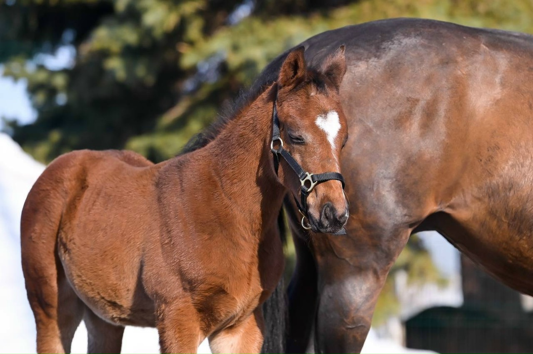 Знакомьтесь, Бал Авыз! Друзья, помните мы вместе с вами выбирали имя для жеребенка, родившегося 30 января на Нурлатском конном заводе.