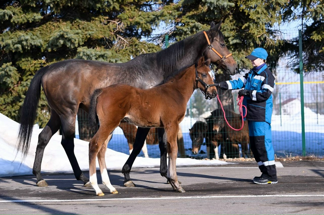 Знакомьтесь, Бал Авыз! Друзья, помните мы вместе с вами выбирали имя для жеребенка, родившегося 30 января на Нурлатском конном заводе.