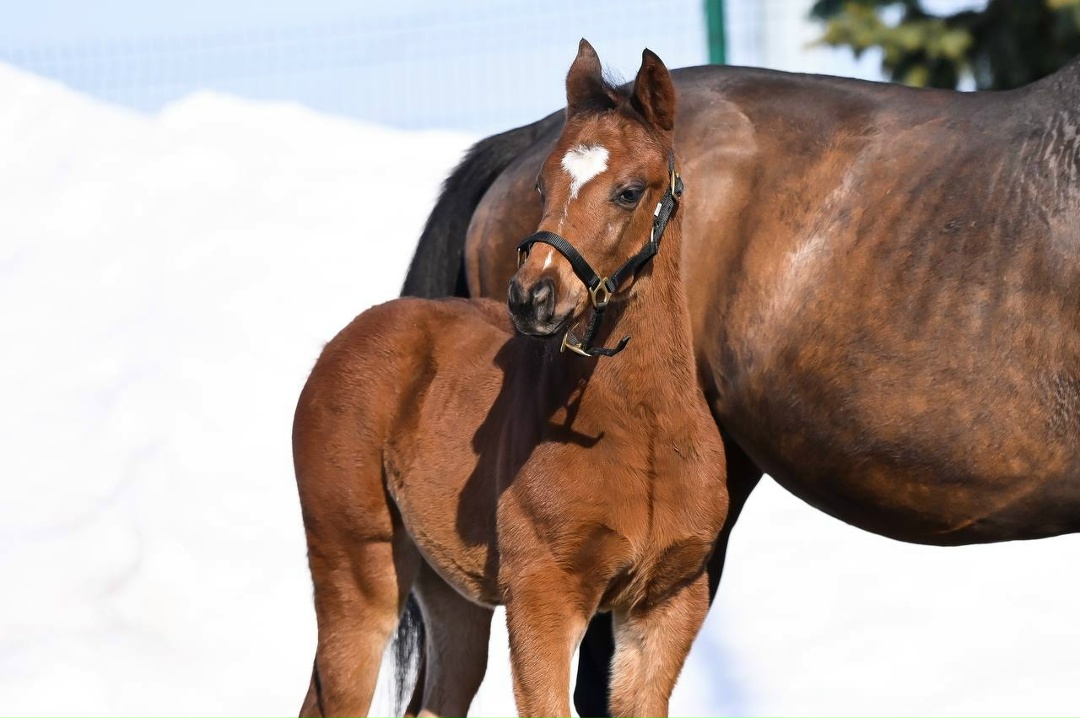 Знакомьтесь, Бал Авыз! Друзья, помните мы вместе с вами выбирали имя для жеребенка, родившегося 30 января на Нурлатском конном заводе.