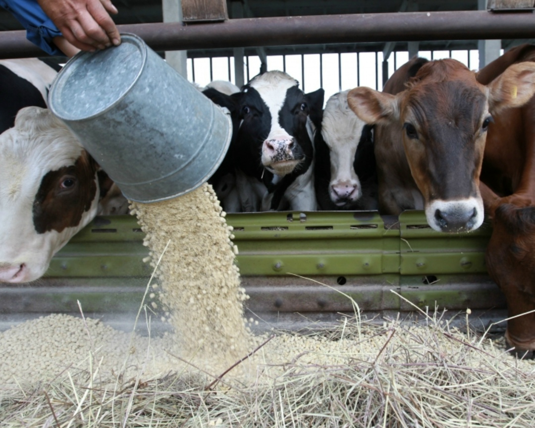 Снижение цены на соевый шрот уменьшит общую себестоимость производства комбикормов. Однако точный процент будет зависеть от доли соевого шрота в конкретных…