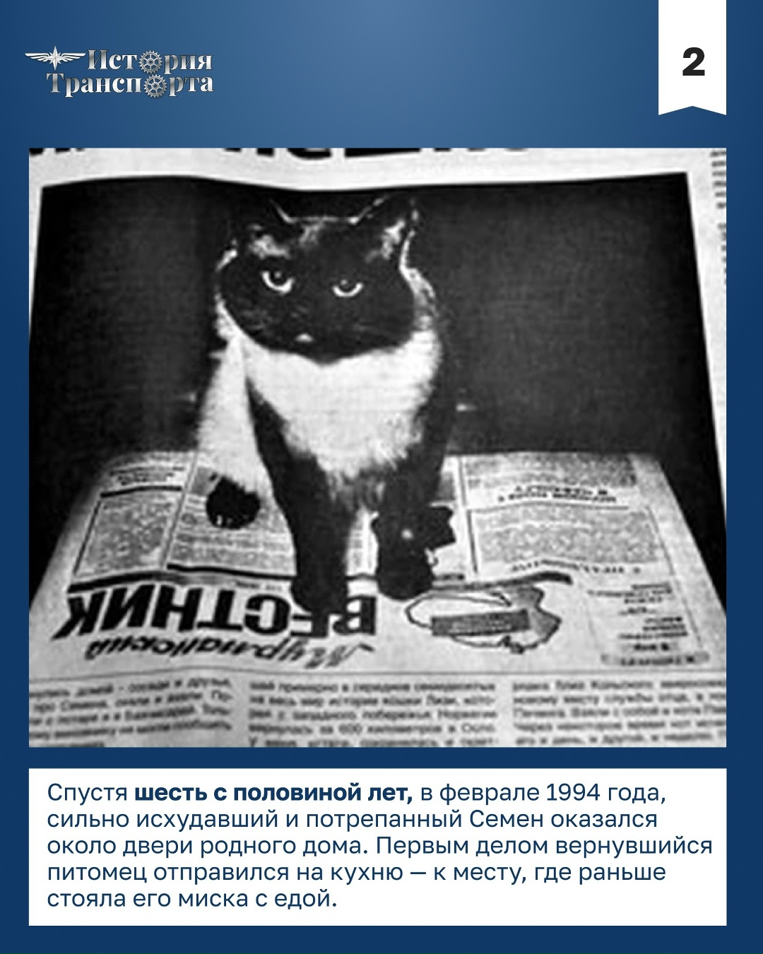 28 марта – День уважения кошек В честь праздника посвящаем нашу рубрику «усатому» путешественнику – коту Семену: он начал путь в машине, потерялся в Москве…