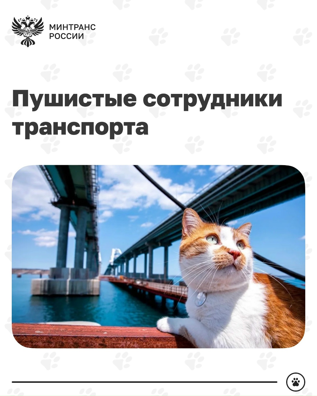 Пушистые сотрудники транспорта После путешественника Семена, который вернулся домой через тысячи километров, знакомим вас с котами, которые стали частью…