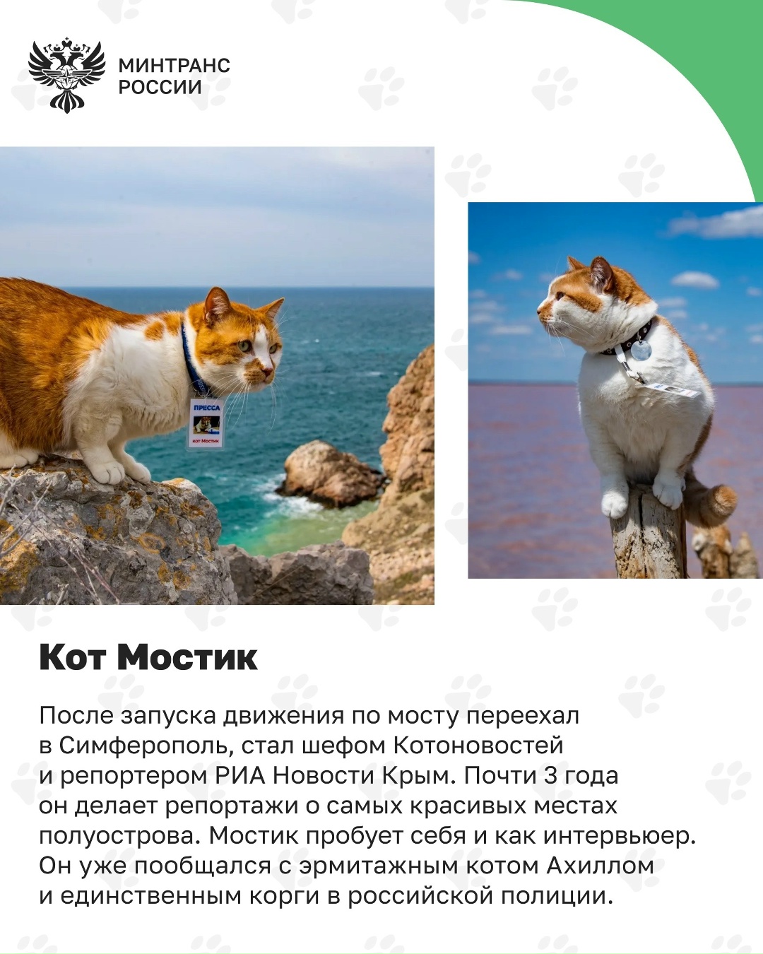 Пушистые сотрудники транспорта После путешественника Семена, который вернулся домой через тысячи километров, знакомим вас с котами, которые стали частью…