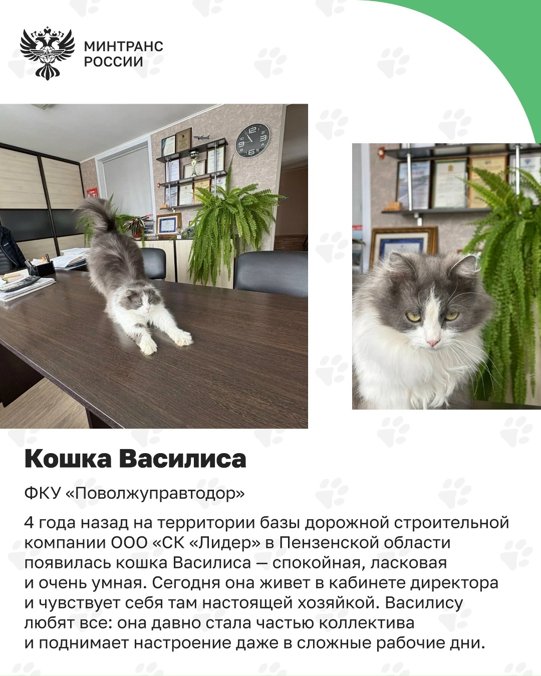 Пушистые сотрудники транспорта После путешественника Семена, который вернулся домой через тысячи километров, знакомим вас с котами, которые стали частью…