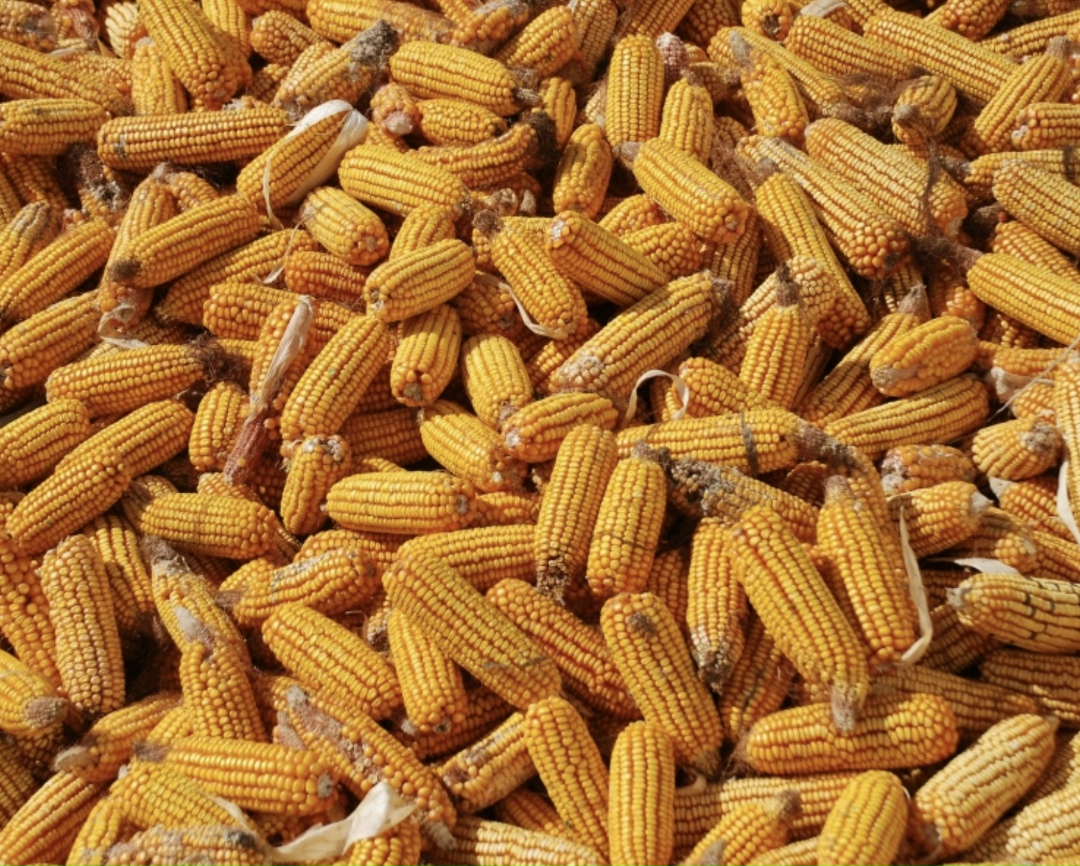 Россия с начала года по 20 марта экспортировала в Турцию около 360 тыс