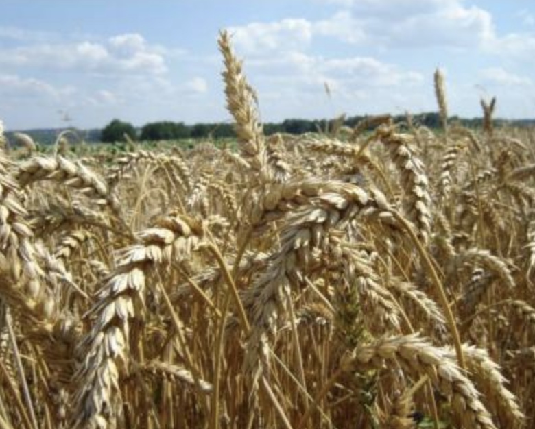 Минсельхоз установил предельные уровни цен, при достижении которых в 2026/27 сельхозгоду будут проводиться интервенции на рынке зерна