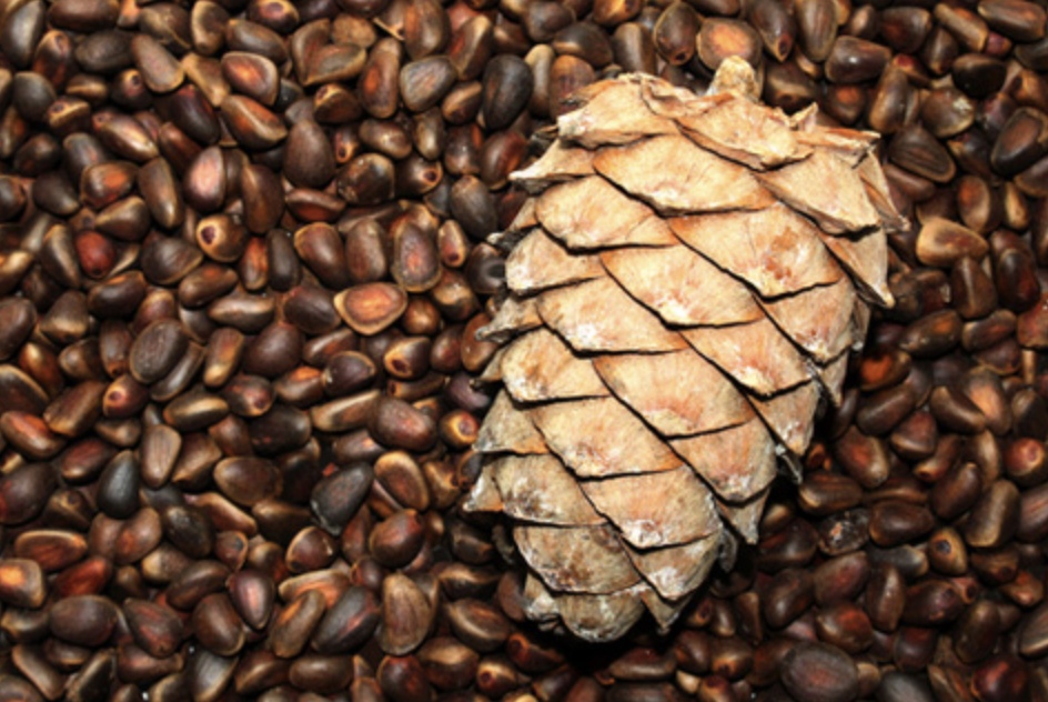 В январе Россия поставила на зарубежные рынки почти 600 т очищенных кедровых орехов почти на $4 млн. В сравнении с объемом поставок января 2025-го экспорт…