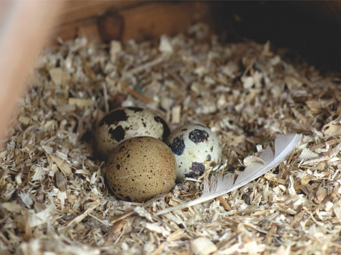 Угличская птицефабрика (входит в ГК «Мелком»), крупнейший в России производитель перепелиной продукции, в 2025 году выпустила 985 т мяса перепелов, что на 12%…