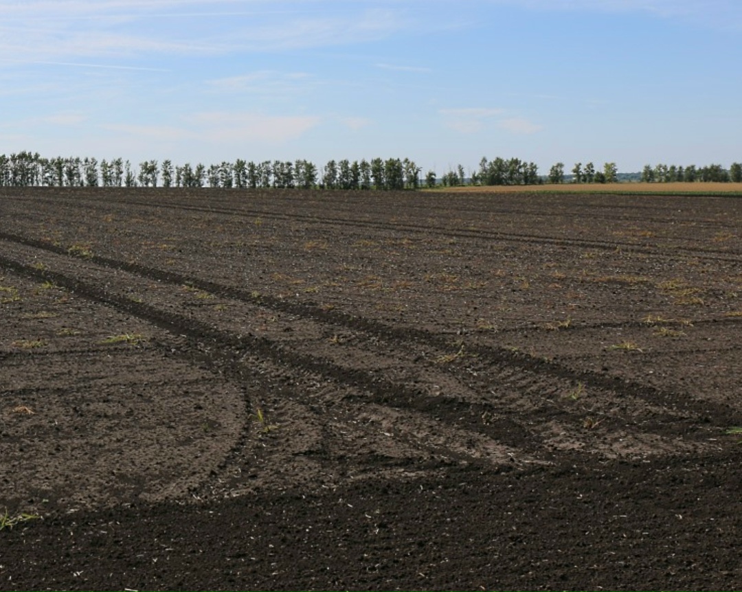 В ближайшие две недели сохранятся комфортные условия для продолжения развития озимых и появления всходов ранних яровых культур на Юге. Запасы влаги остаются на…