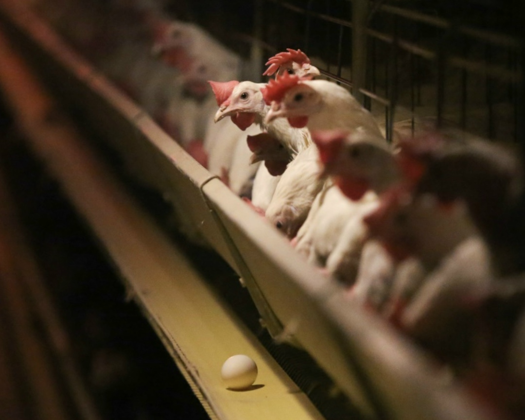 Арбитражный суд Ростовской области признал банкротом «Птицефабрику Белокалитвинскую» - одну из старейших в регионе