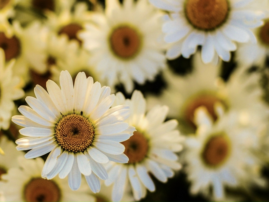 Минсельхоз вместе с научным и бизнес-сообществом готовит «дорожную карту» по увеличению производства и экспорта растительного лекарственного сырья