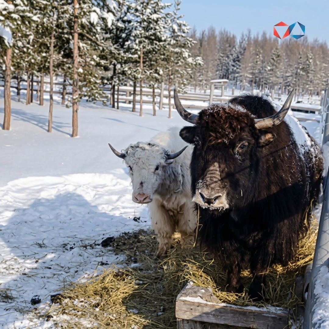 Таптал и Марта — звёзды Якутии! В Мирнинском районе в парке «Живые алмазы Якутии» живёт единственное в республике семейство яков