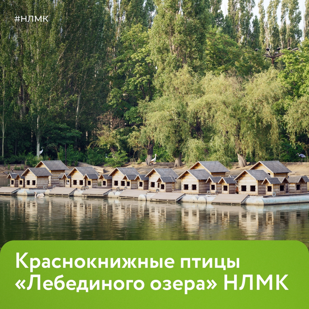 Больше 45 лет назад на комбинате было создано «Лебединое озеро» — единственный в России парк на территории промышленного предприятия